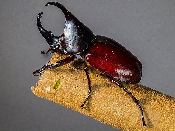 カブトムシの幼虫はどこで買えばいいの？購入場所と飼育方法についてご紹介！