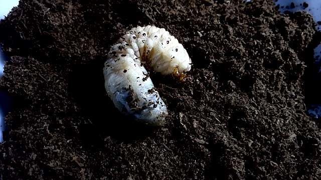 カブトムシの幼虫はどこで買えばいいの?購入場所と飼育方法 カブトムシの幼虫はどこで買えばいいの?購入場所と飼育方法