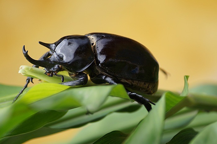 カブトムシは世界に何種類いるの？日本と世界のカブトムシ
