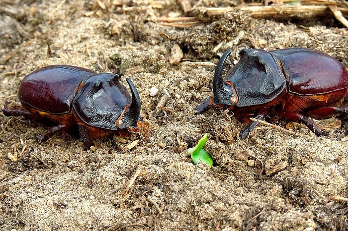 カブトムシ セール マット 敷き方