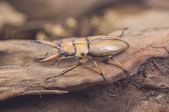 カブトムシはどんな木に集まるの？種類と見わけ方や捕まえ方のコツを解説！