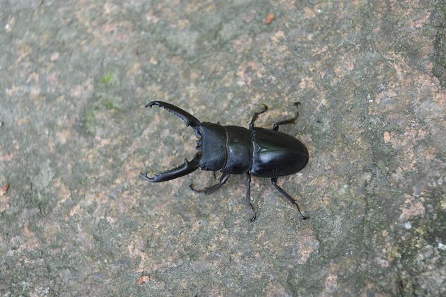 会社で育ててるクワガタ2匹 クワガタはどうやって見つければよいの？生態やエサの与え方についてご