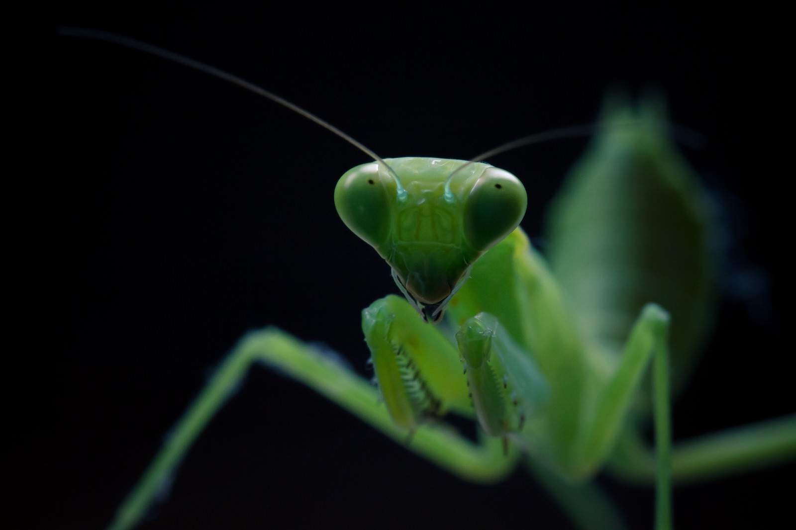 カマキリってどんな虫？食べるものや生息している場所・種類について解説！