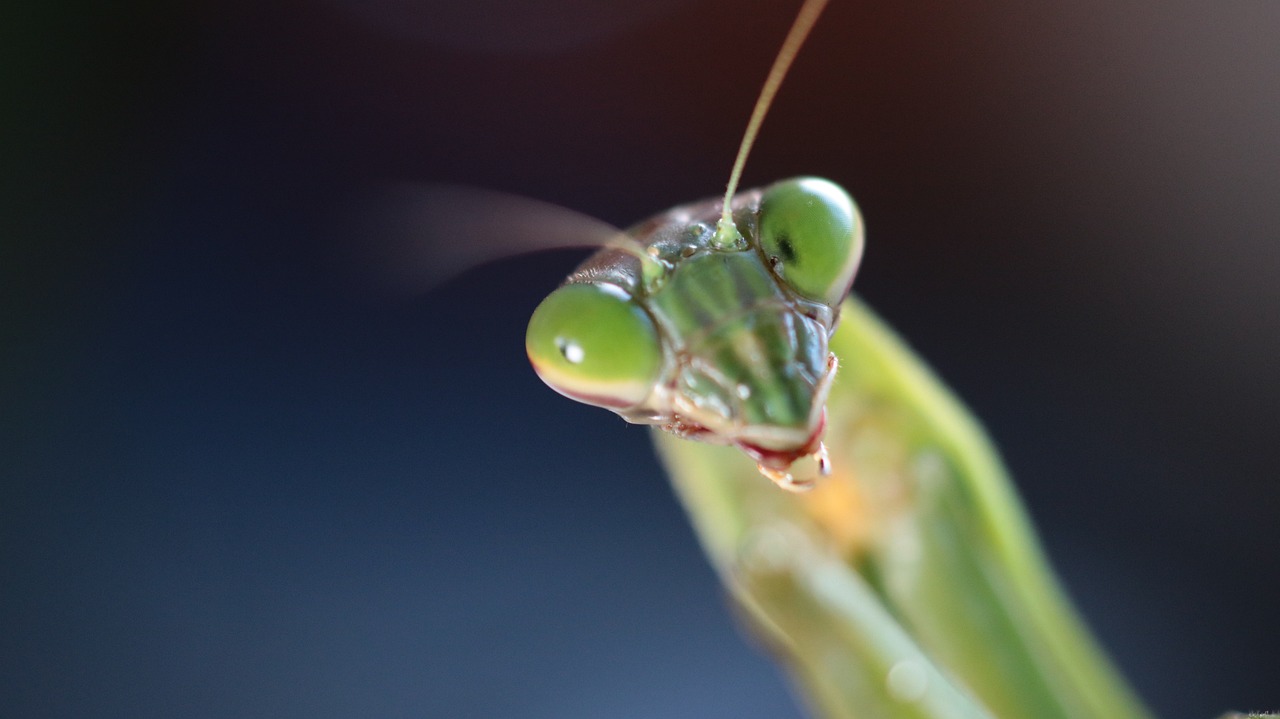 カマキリの餌は何を与えればよい？飼育に必要なもの・気をつけることを併せて解説！