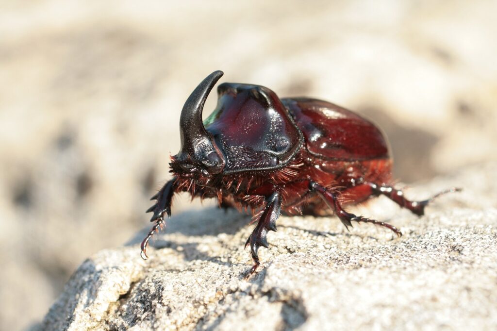 カブトムシのさなぎの特徴と羽化の方法は？コツやトラブルについて解説！