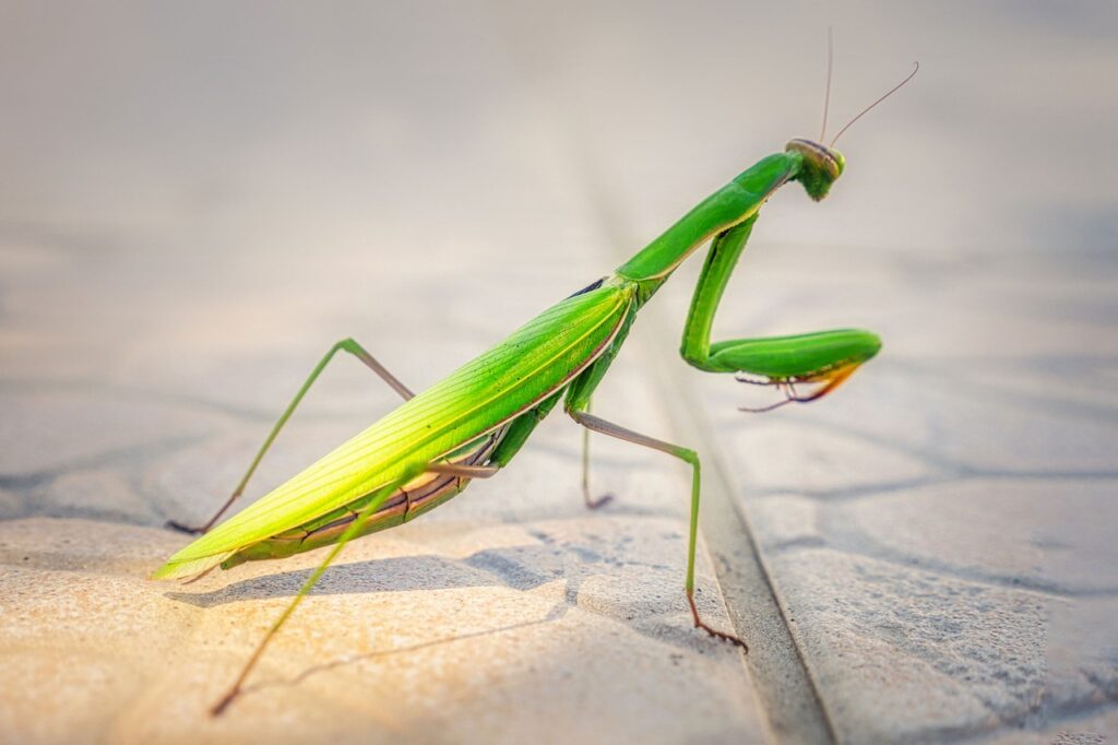 カマキリは世界に何種類いるの？日本で見られる種類と特徴を解説！