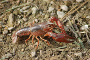 ザリガニとはどんな生きもの？飼育の際の注意点や日本に生息している種類について解説 | comotto | comottoコラム - NTTドコモ