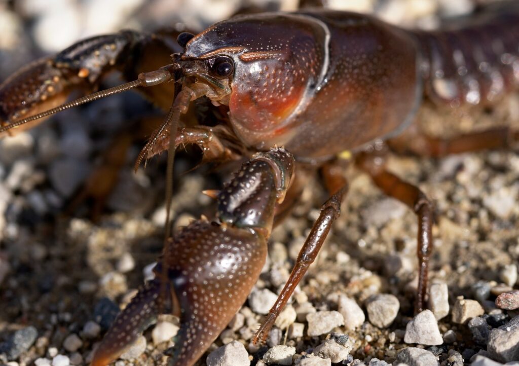 ザリガニとはどんな生きもの？飼育の際の注意点や日本に生息している種類について解説